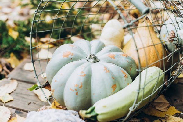 Basket of freshly harvested autumn vegetables (squash and pumpkins), placed at the edge of the vegetable garden at the wooden floor