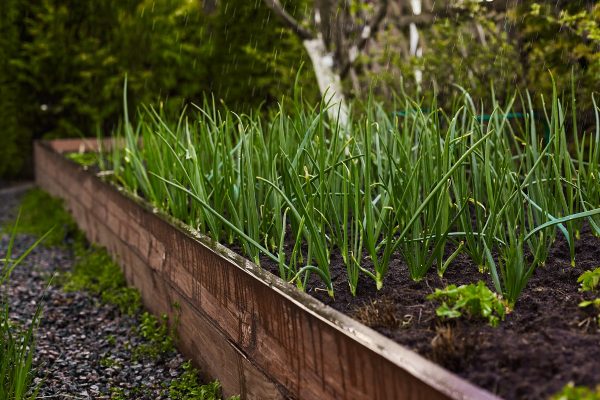 Young green onions grow in a garden bed. The cultivation of vegetables for a healthy diet. Onions sprout in early spring in the garden