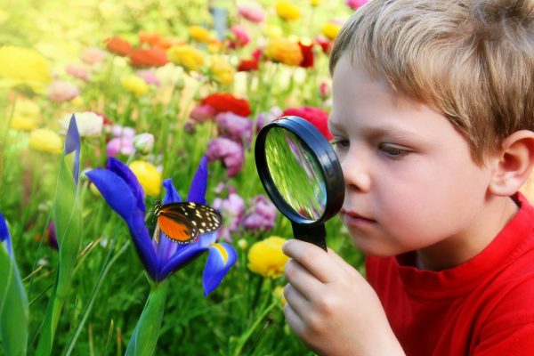 Six years old boy in the spring garden observing a butterfly on flower through a magnifying glass.