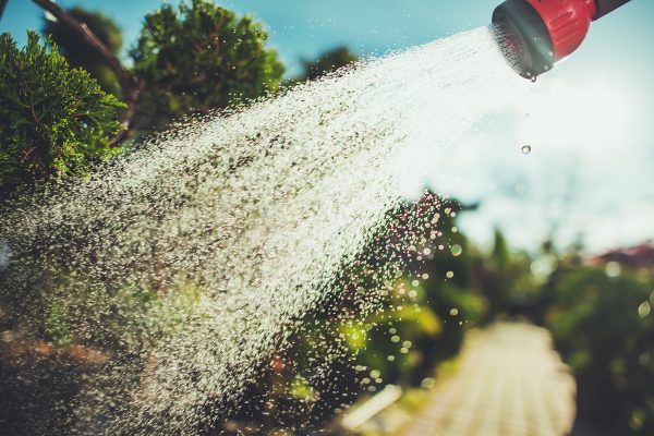 Watering Garden Plants in Summer. Garden Water Hose Head Closeup