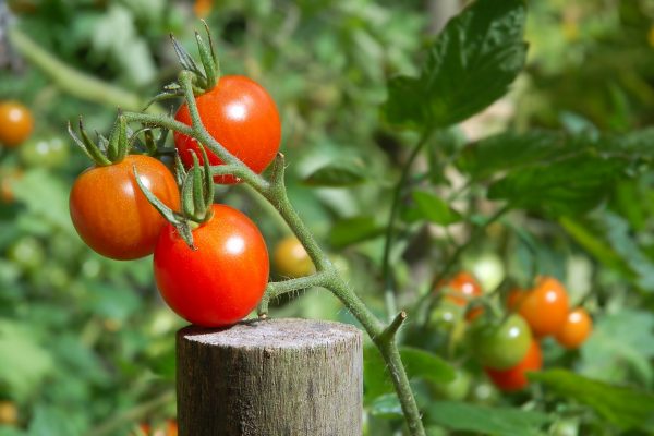 Ripening red and green tomatoes on the vine